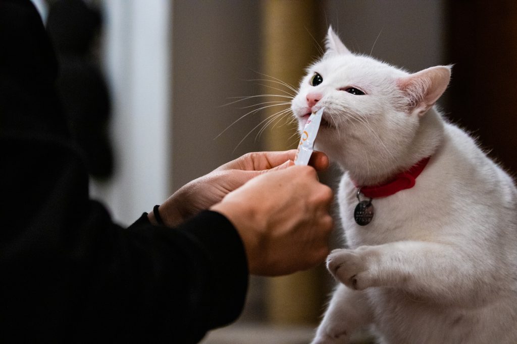 a white cat is being fed by a person